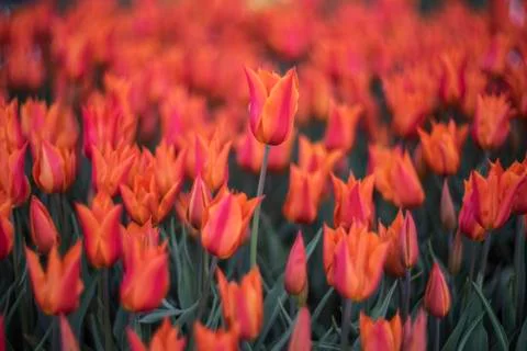Orange Tulips Stock Photos