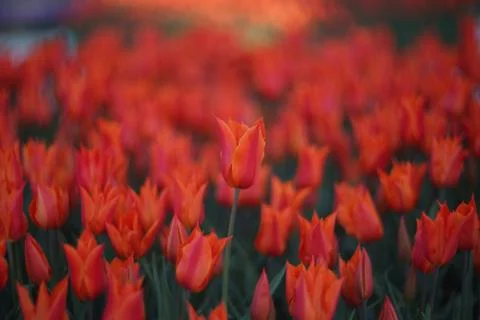Orange tulips Stock Photos