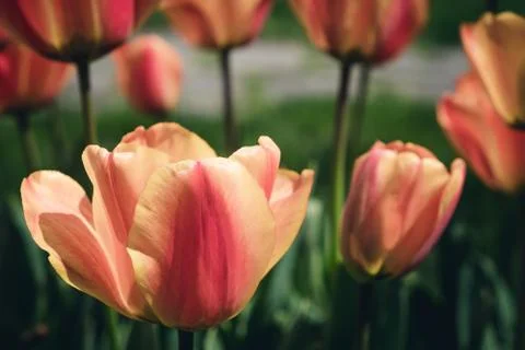 Orange tulips Stock Photos