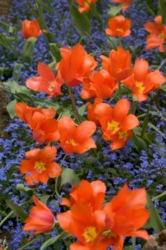 Orange tulips Stock Photos