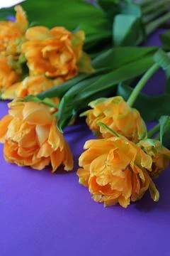 Orange tulips Foto stock