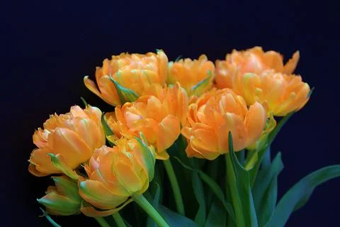 Orange tulips Stock Photos