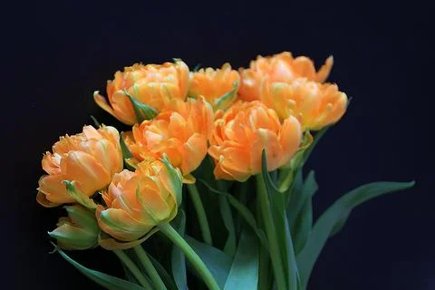 Orange tulips Stock Photos