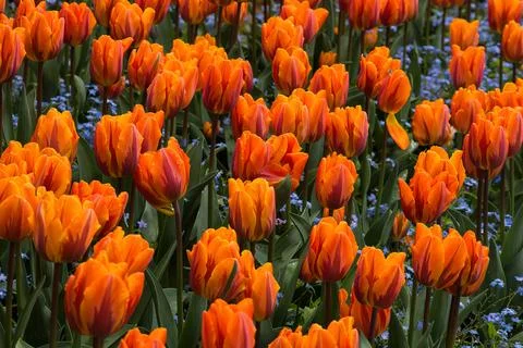 Orange tulips Photos