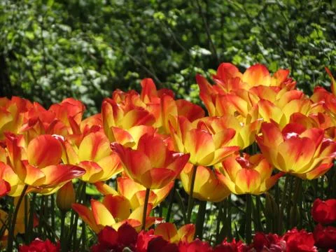 Orange tulips in spring Stock Photos