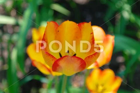 Orange tulips in sunlight Stock Photos