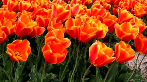 Orange tulips swaying in the wind Stock Footage 335161341