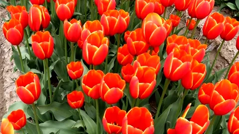 Orange tulips swaying in the wind Stock Footage 335172641