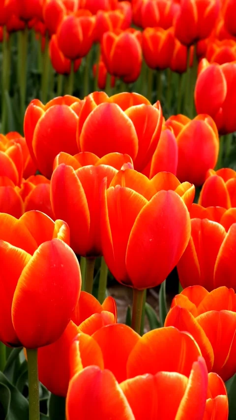 Orange tulips swaying in the wind Video stock 335182165