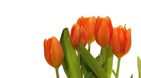 Orange Tulips Time-lapse Stock Footage 46953939