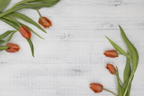 Orange tulips on a white background Stock Photos