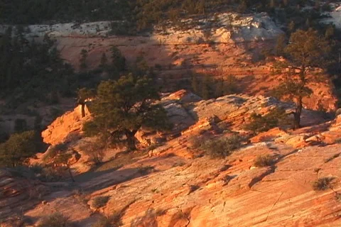 Orange Twilight on Pine Tree and Streaked Cliff Face in Utah Stock Footage 121620756