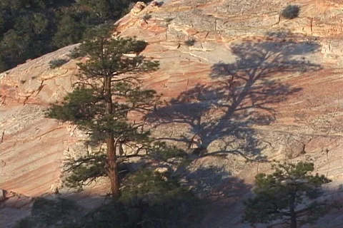 Orange Twilight on Pine Tree and Craggy White Cliff in Utah Stock Footage 121622200