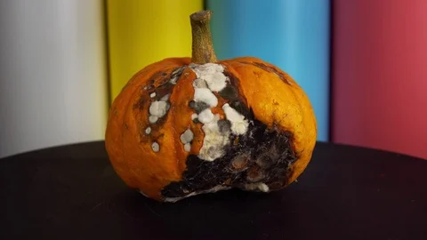 Orange ugly pumpkin rotates on a multi-colored background. Stock Footage 125631295
