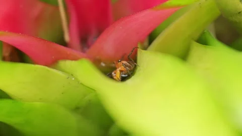 Orange Vampire Crab Emerging from Red Bromeliad Leaf Axil Video stock 344922211