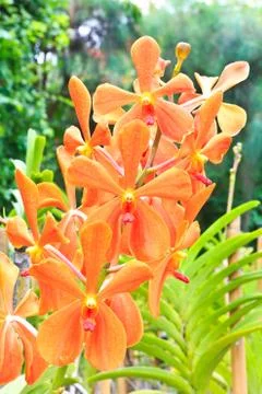 Orange vanda orchids. Stock Photos
