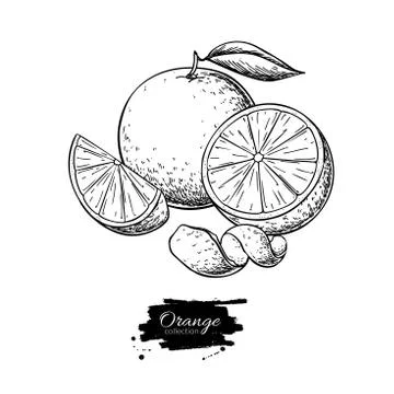 Orange vector drawing. Summer fruit engraved  illustration. Isolated hand drawn Stock Illustration