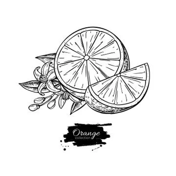 Orange vector drawing. Summer fruit engraved illustration. Isolated hand drawn Stock Illustration