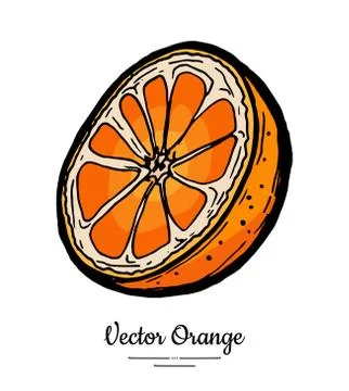 Orange vector isolated. Half cut chopped orange, grapefruit. Fruit hand drawn Stock Illustration