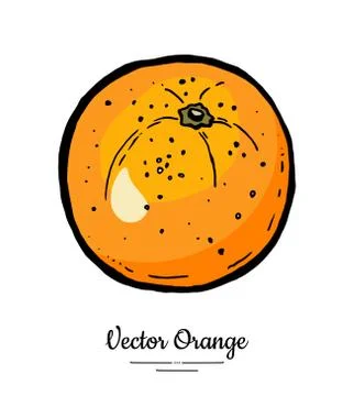 Orange vector isolated. Whole orange, mandarin, tangerine, grapefruit. Fruit  Stock Illustration