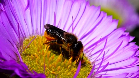 Orange-vented Mason Bee - Osmia leaiana Stock Footage 138545210