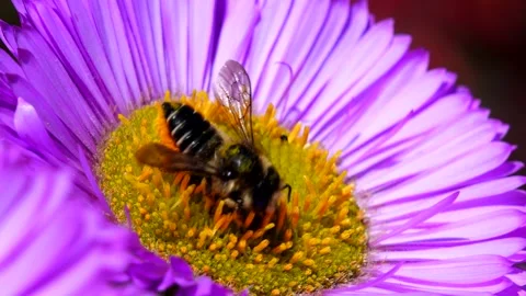 Orange-vented Mason Bee - Osmia leaiana Stock-Footage 138545254