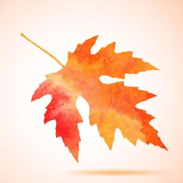 Orange watercolor maple leaf Stock Illustration