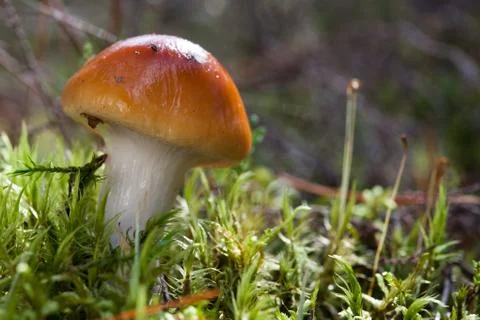 Orange webcap Stock Photos