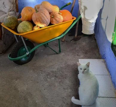 Orange wheelbarrow full of orange pumpkins next to a cat Stock Photos