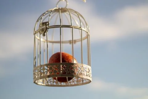 Orange in a white cage Stock-Fotos