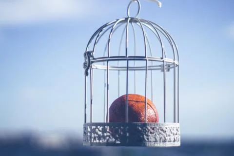Orange in a white cage Stock Photos