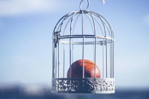 Orange in a white cage Stock Photos