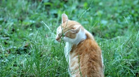 Orange white cat Stock Footage 41993884