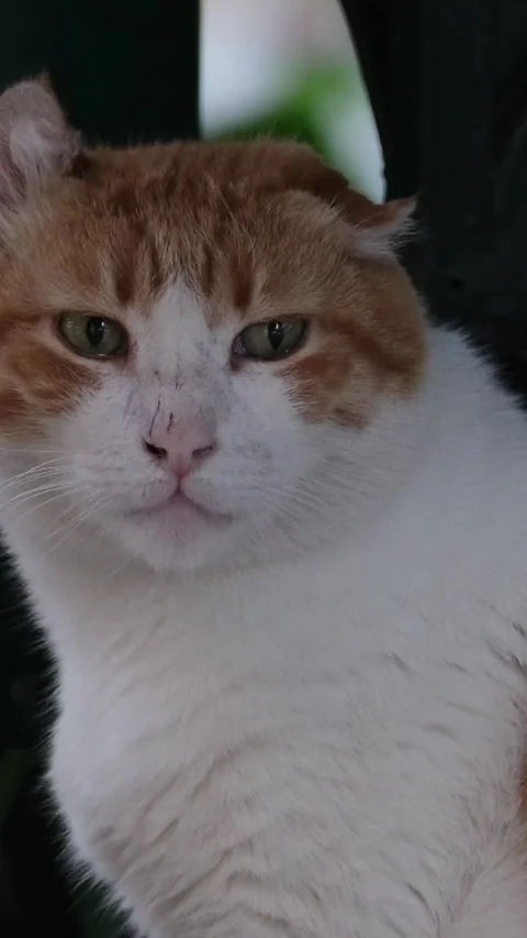 Orange white cat medium shot of a ginger or orange-white cat on a rock enjoying Stock Footage 302081838