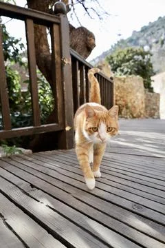 Orange white cat Stock Photos