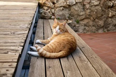 Orange white cat Stock-Fotos