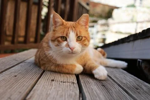 Orange white cat Stock Photos