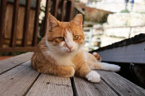 Orange white cat Foto stock