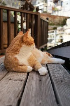 Orange white cat Stock Photos