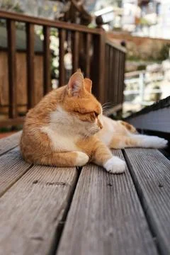 Orange white cat Stock Photos