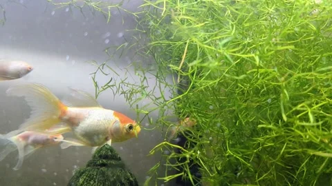 An orange white goldfish Stock Footage 291273862