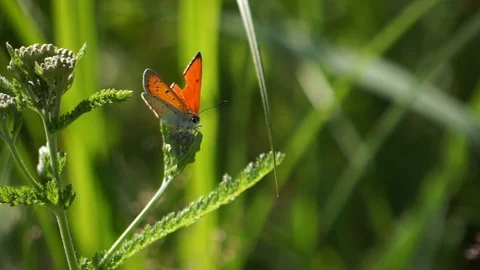 Orange-white moth sitting on a blade of grass Stock Footage 112024209