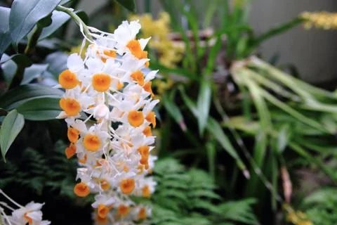 Orange White Orchids Stock Photos