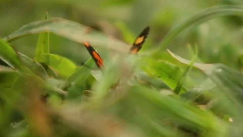 Orange Wild Butterfly Video stock 103501313