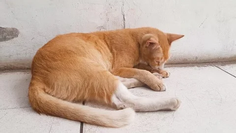 Orange wild stray cat chilling at the floor Stock Footage 255450149
