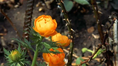 Orange wildflowers Stock Footage 89958803