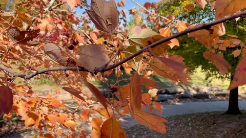 Orange Windy Leaves Stock Footage 245322517