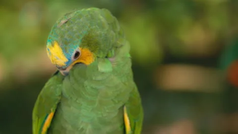Orange-winged amazon parrot cleaning its feathers Stock Footage 293666661