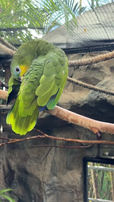 Orange winged Amazon parrot perched in aviary with green feathers and detailed p Stock Footage 326072298