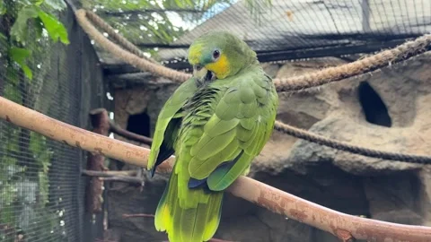Orange winged Amazon parrot perched in aviary with green feathers and detailed p Stock-Footage 326072308